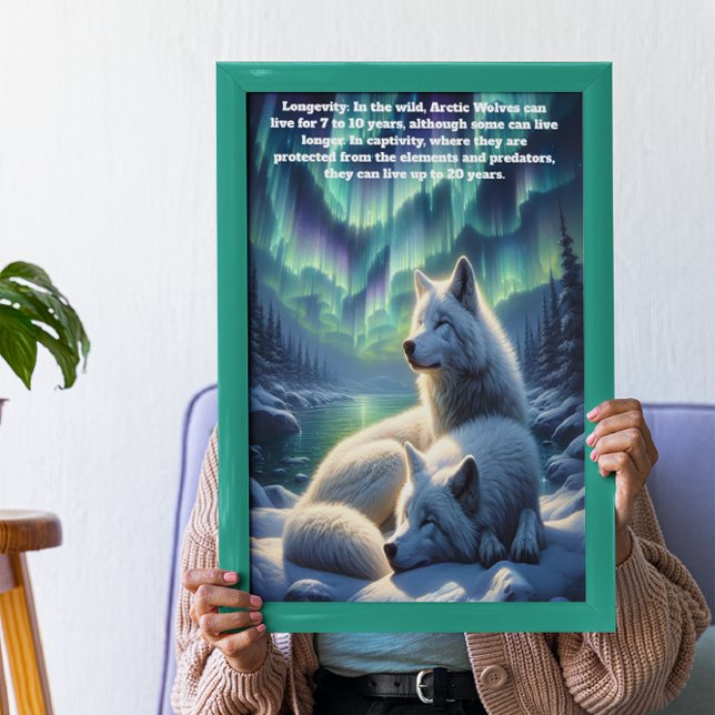 Arktiska vita varger i Snö Poster (Skapare uppladdad)