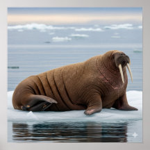 Arktiska Walrus