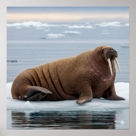 Arktiska Walrus Poster