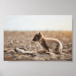 Arktiskt foto av rävbeläggning poster