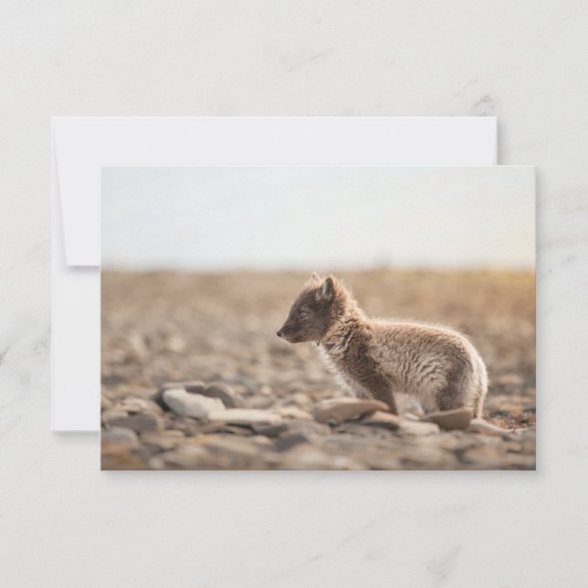 Arktiskt fox-valbarkort (Framsida)