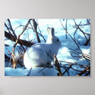 Arktiskt Hare i fotostorlek Poster