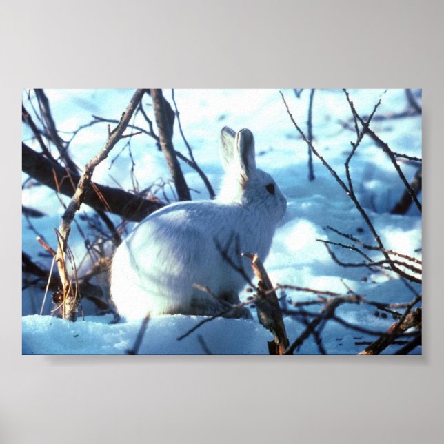 Arktiskt Hare i fotostorlek Poster (Framsidan)