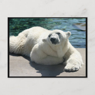 Arktiskt vykort för Polar