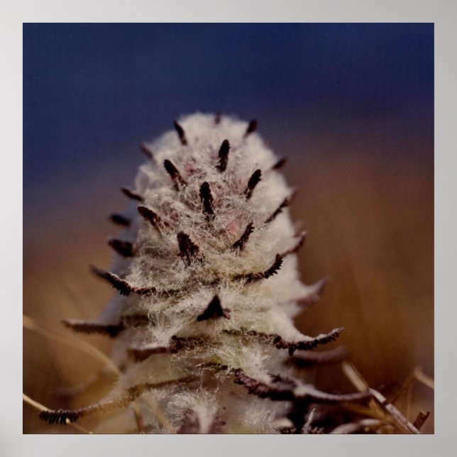 Arktiskt Wooly Lousewart Flower Photo Designad Poster (Framsidan)