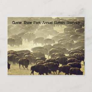 Årlig Buffalo Roundup i Custer State Park Vykort