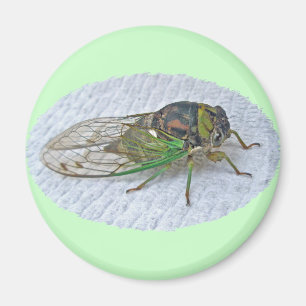 Årliga Cicada-samordningsposter Magnet