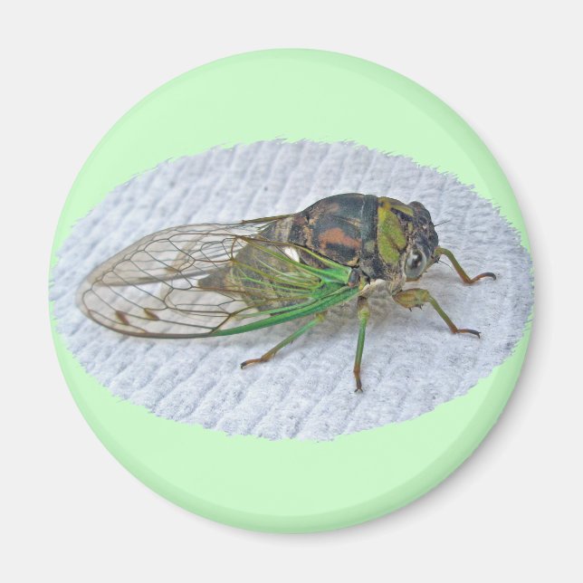 Årliga Cicada-samordningsposter Magnet (Framsidan)