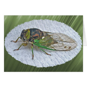 Årliga Cicada-samordningsposter OBS Kort