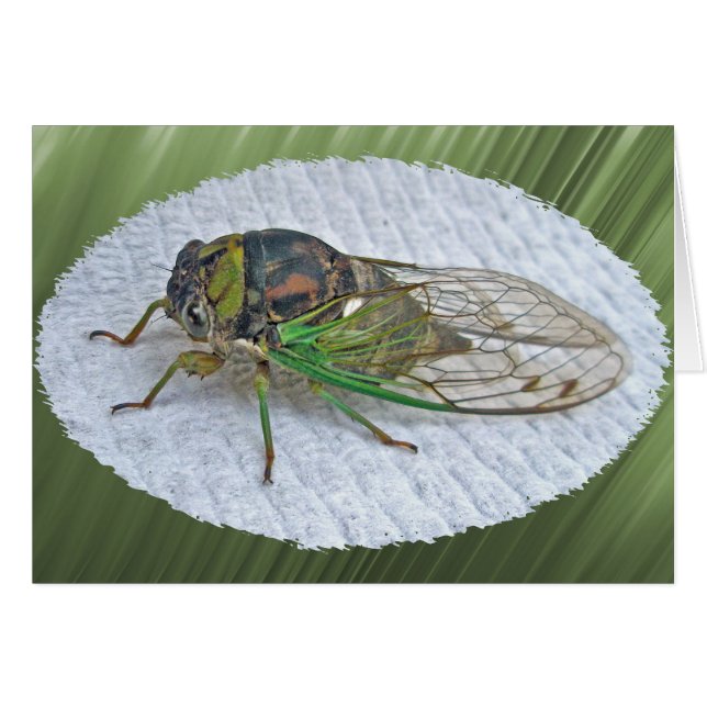 Årliga Cicada-samordningsposter OBS Kort (Framsidan Horizontal)