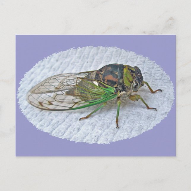 Årliga Cicada-samordningsposter Vykort (Framsida)