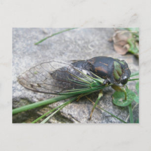 Årligt Cicada #1-vykort Vykort