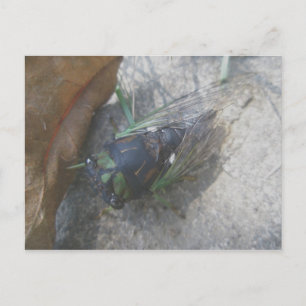 Årligt Cicada-vykort Vykort