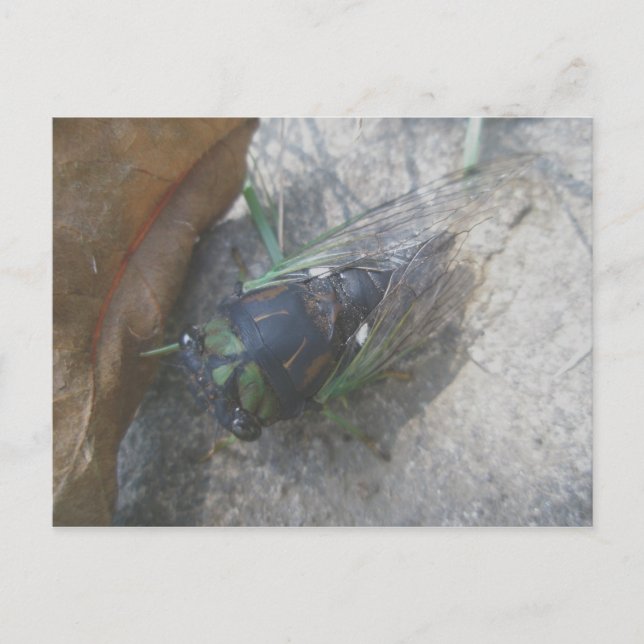 Årligt Cicada-vykort Vykort (Framsida)