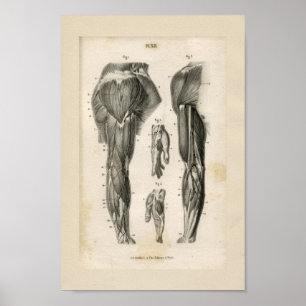 Arm Muscles Vintage Anatomy Print Poster