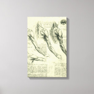 Arm och Shoulder Anatomy av Leonardo da Vinci Canvastryck