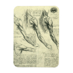 Arm och Shoulder Anatomy av Leonardo da Vinci Magnet