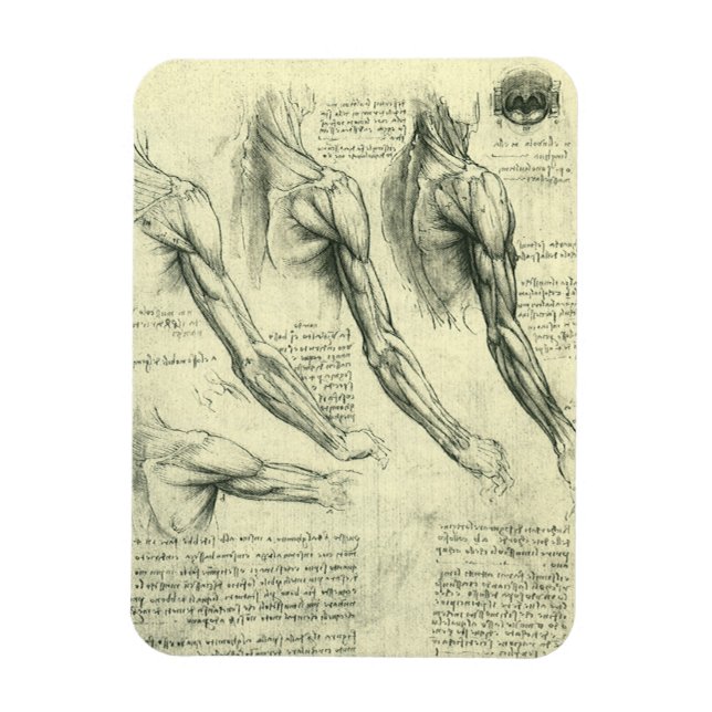 Arm och Shoulder Anatomy av Leonardo da Vinci Magnet (Vertikal)