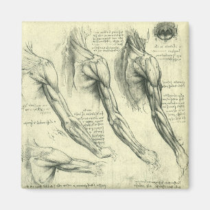 Arm och Shoulder Anatomy av Leonardo da Vinci Magnet