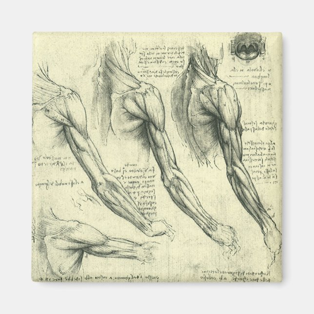 Arm och Shoulder Anatomy av Leonardo da Vinci Magnet (Framsidan)