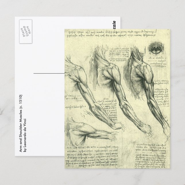 Arm och Shoulder Anatomy by Leonardo da Vinci Vykort (Fram/baksida)
