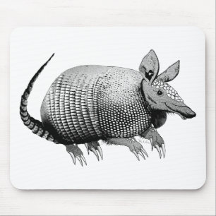 Armadillo Cuteness Musmatta