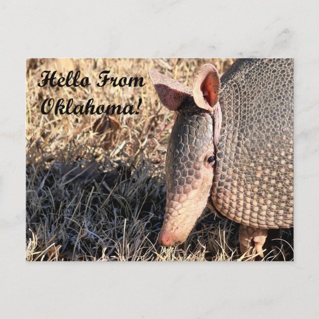 Armadillo Hej från Oklahoma-postkort Vykort (Framsida)