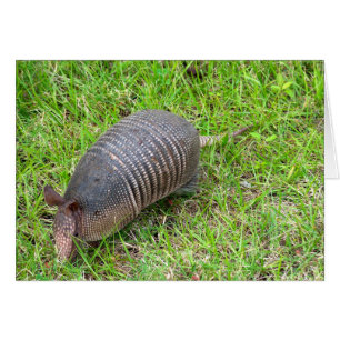 Armadillo i Grönt Grass Hälsningskort