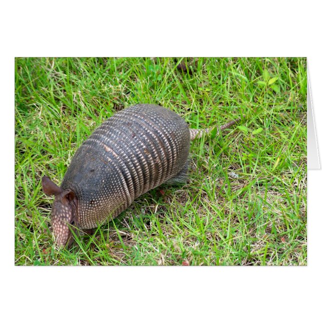 Armadillo i Grönt Grass Hälsningskort (Framsidan Horizontal)