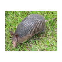 Armadillo i Grönt Grass