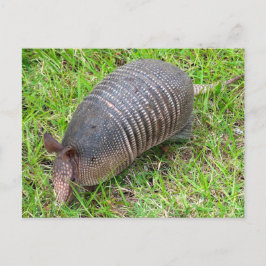 Armadillo i Grönt Grass Vykort