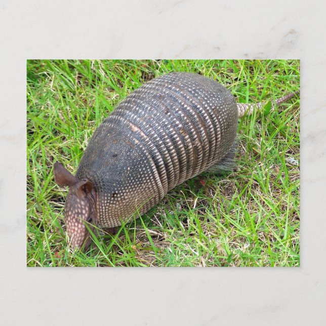 Armadillo i Grönt Grass Vykort (Framsida)
