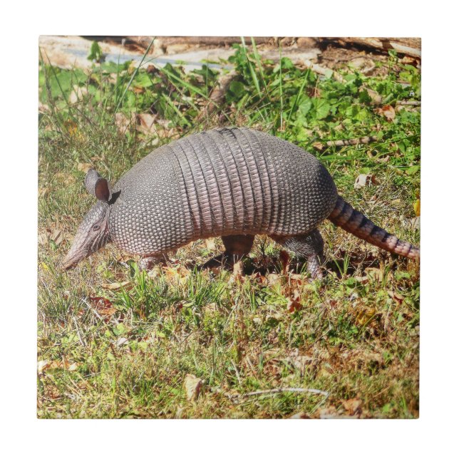 Armadillo Kakelplatta (Framsidan)