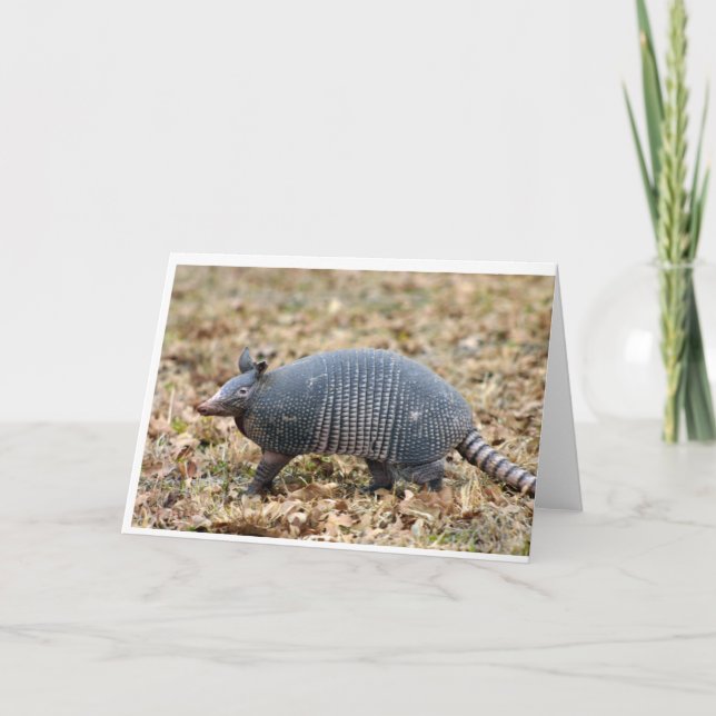 Armadillo Kort (Framsida)