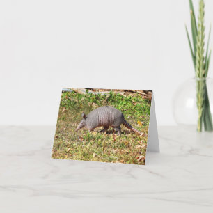 Armadillo Kort
