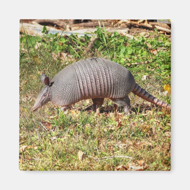 Armadillo Magnet (Framsidan)