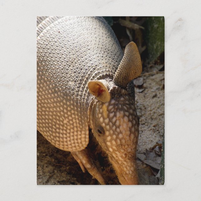 Armadillo Postcard Vykort (Framsida)