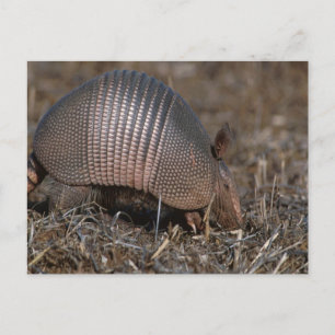Armadillo Postcard Vykort