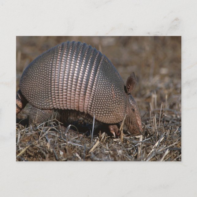 Armadillo Postcard Vykort (Framsida)