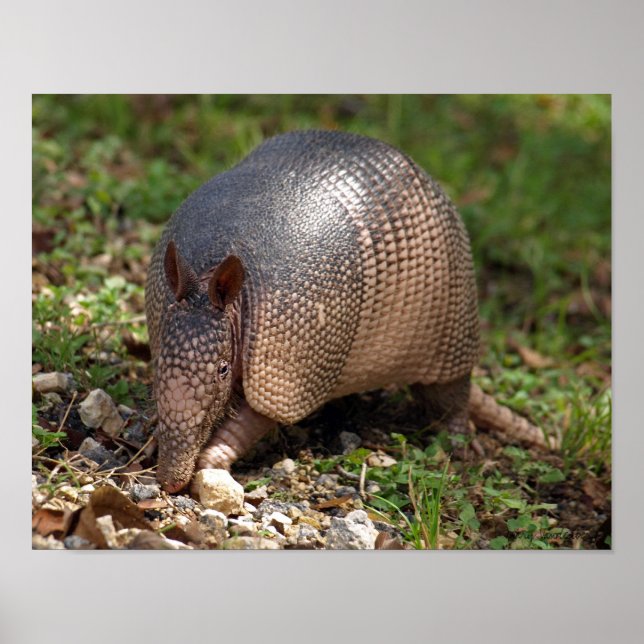 Armadillo Poster (Framsidan)