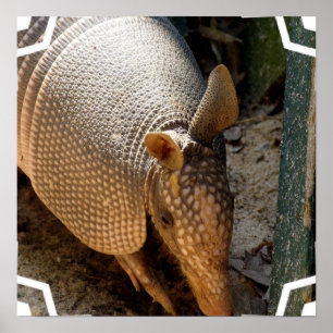 Armadillo Poster Skriv ut