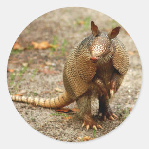 Armadillo vild animal runt klistermärke