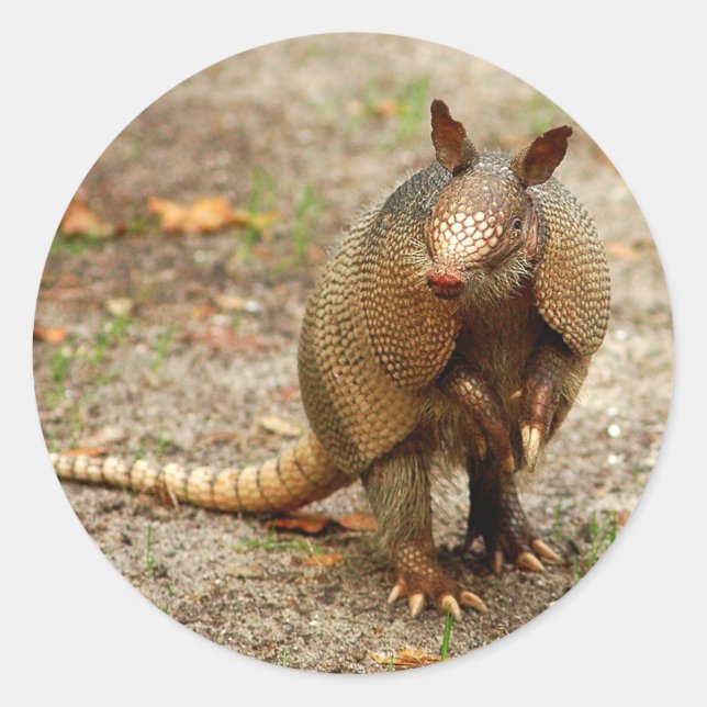Armadillo vild animal runt klistermärke (Framsida)