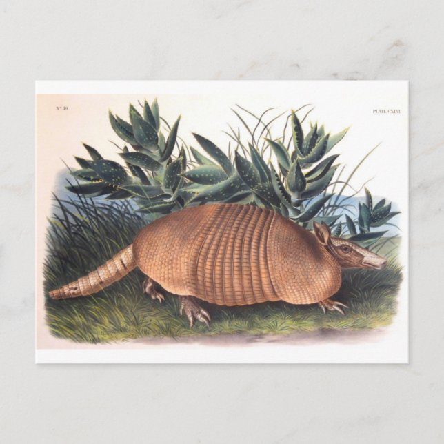 Armadillo Vykort (Framsida)