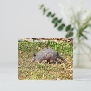 Armadillo Vykort
