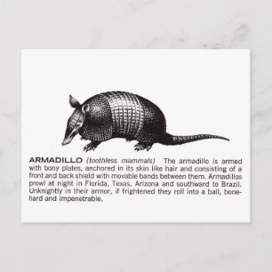 armadillo vykort