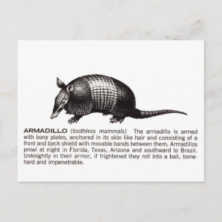 armadillo vykort
