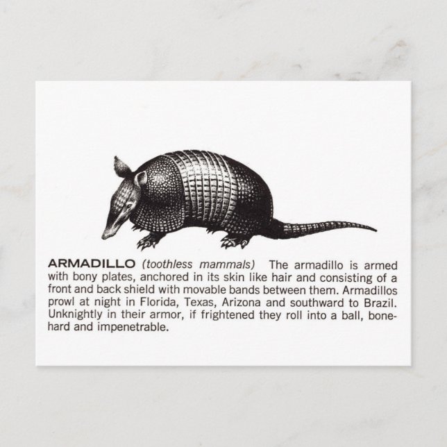 armadillo vykort (Framsida)