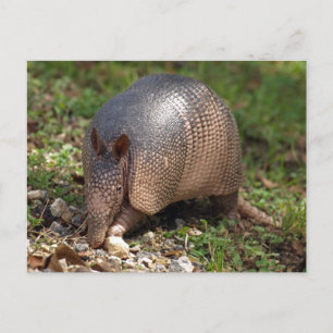 Armadillo Vykort