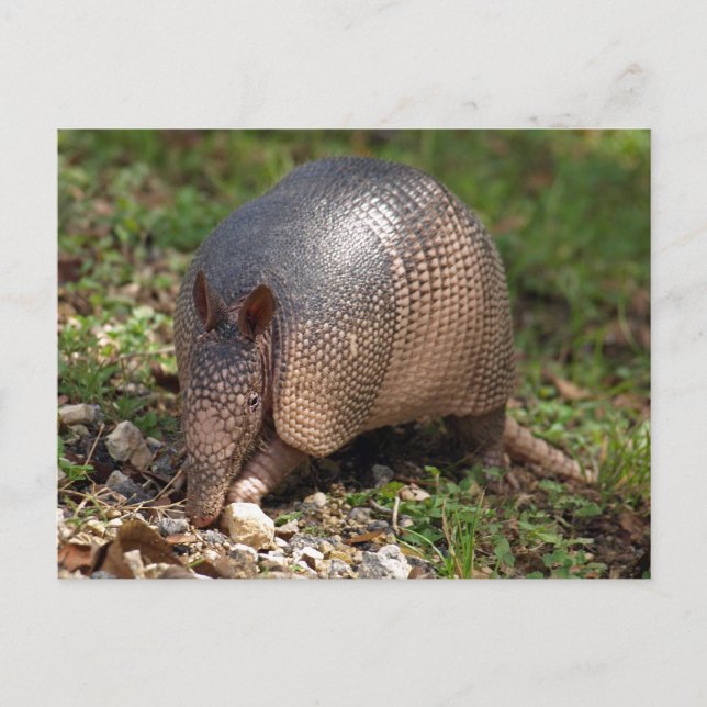 Armadillo Vykort (Framsida)
